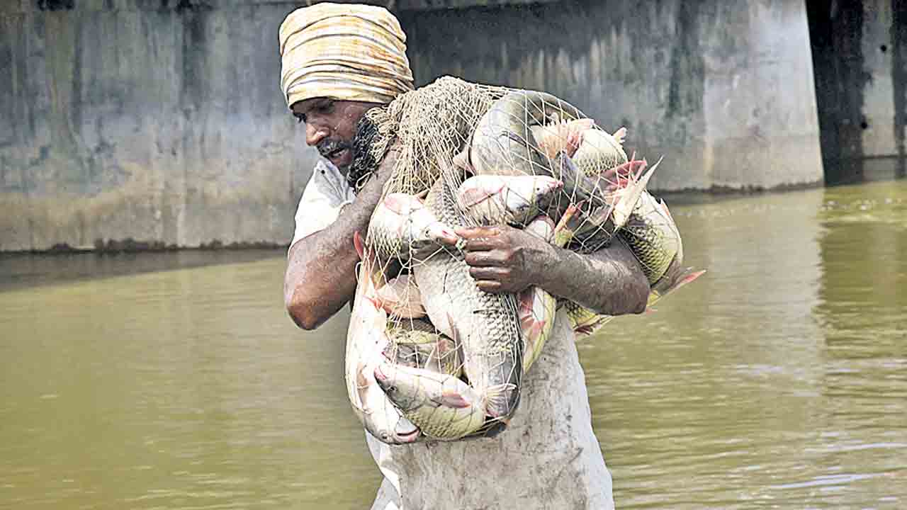 మత్స్యసంబురం