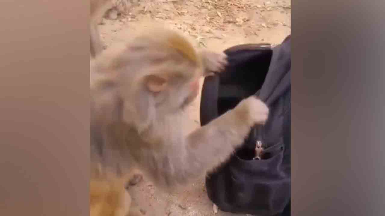 Viral Video: బ్యాగ్‌ జిప్‌ని తెరిచి… అందులోని ఆపిల్‌ను దొంగిలించిన కోతి