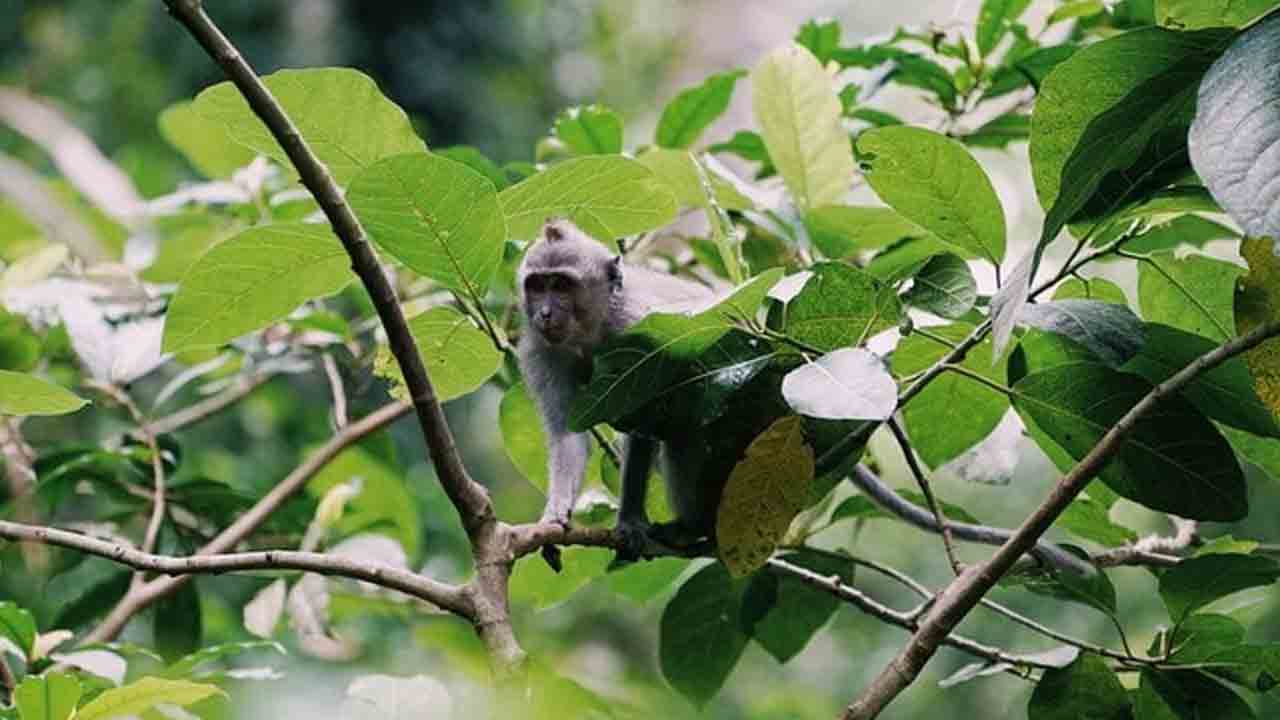 ప‌సికందును లాక్కెళ్లేందుకు కోతి య‌త్నం.. పాప త‌ల‌కు ఐదు కుట్లు