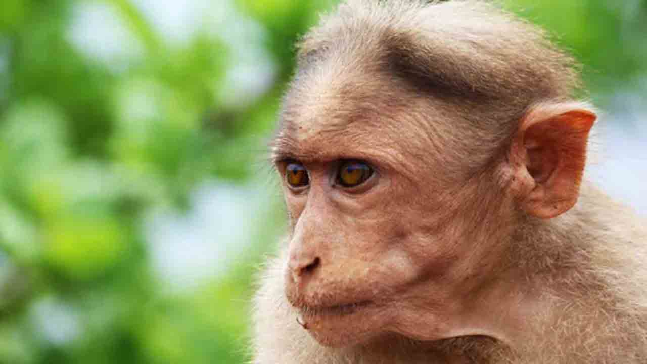 8 బ‌స్తాల్లో 15 కోతులు.. ఊపిరాడ‌క 10 మృతి