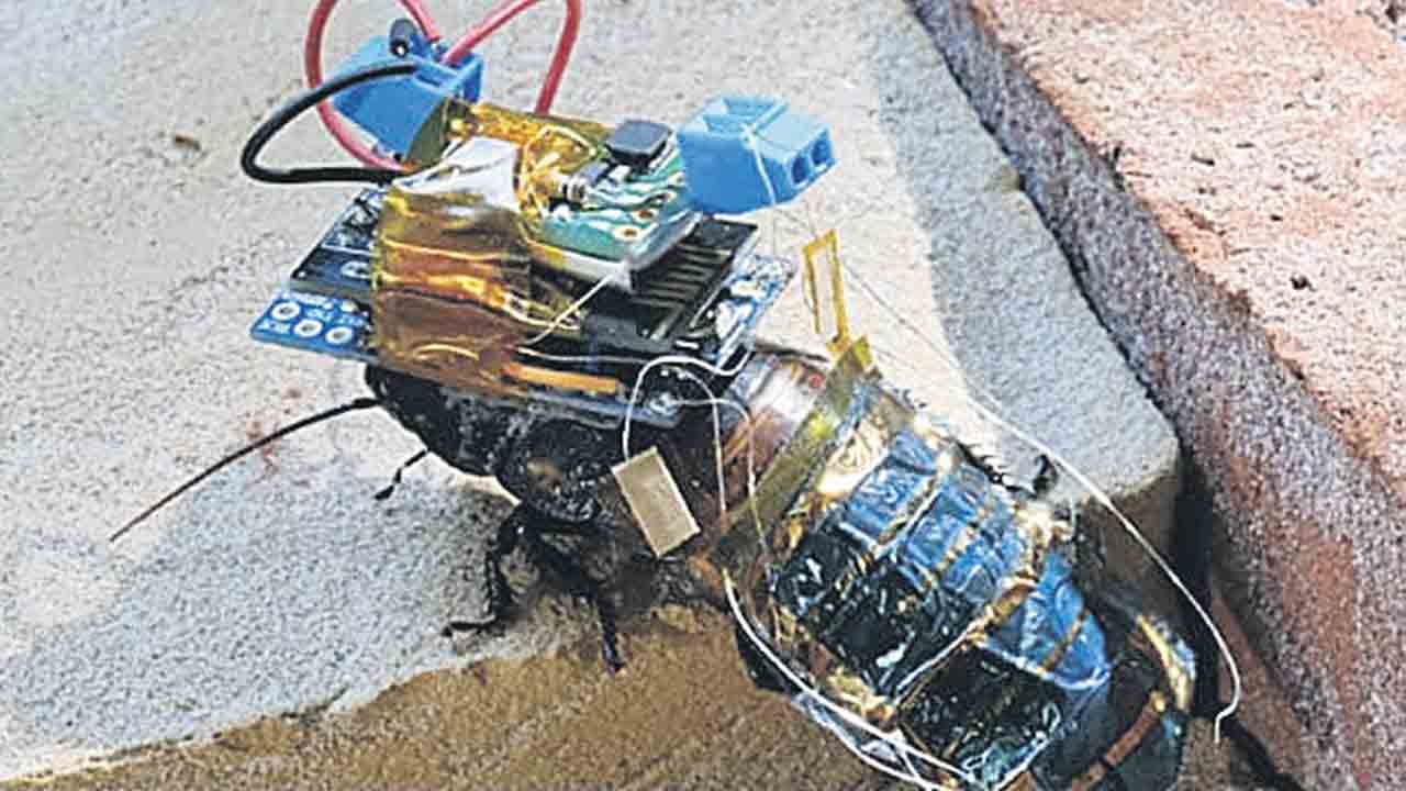 రోబో బొద్దింకలు!