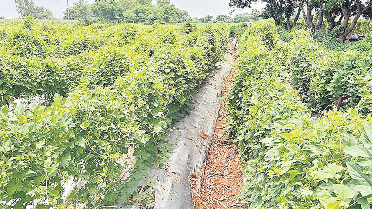 బోడ కాకరతో బోలెడు ఆదాయం