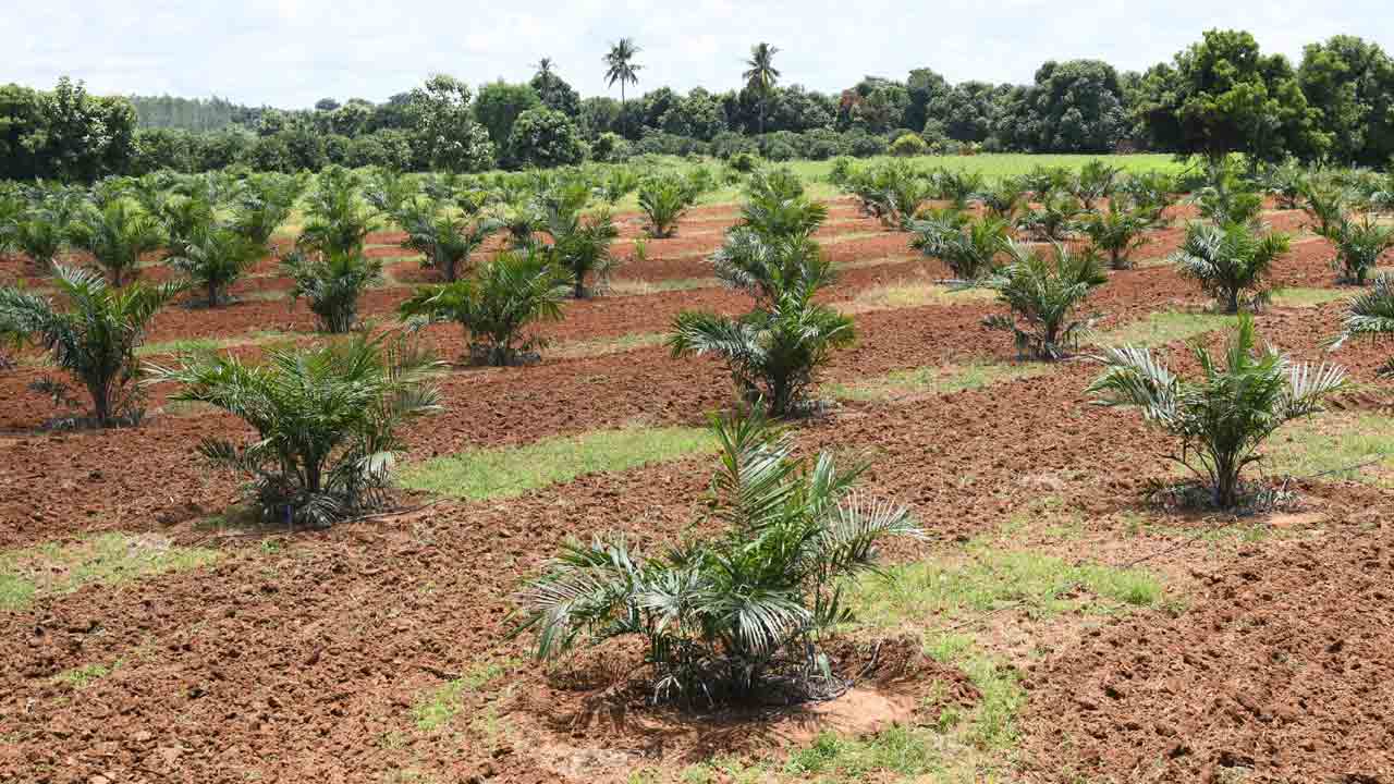 సిద్దిపేట..ఆయిల్‌ పామ్‌కు అడ్డా!