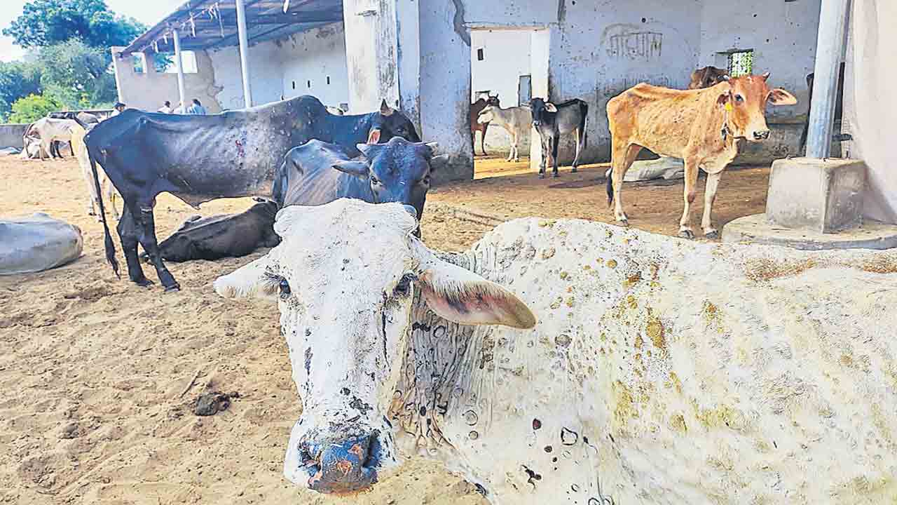 పశువులపై ‘లంపీ’ మృత్యుపాశం