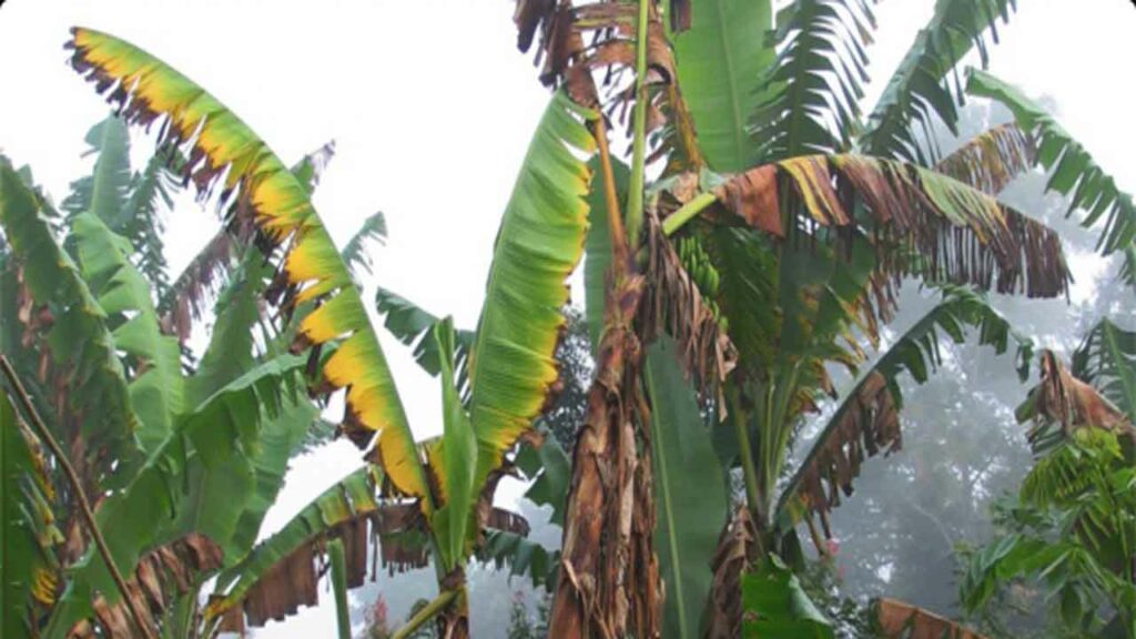 Types in banana cultivation.. Panama pest preventive methods