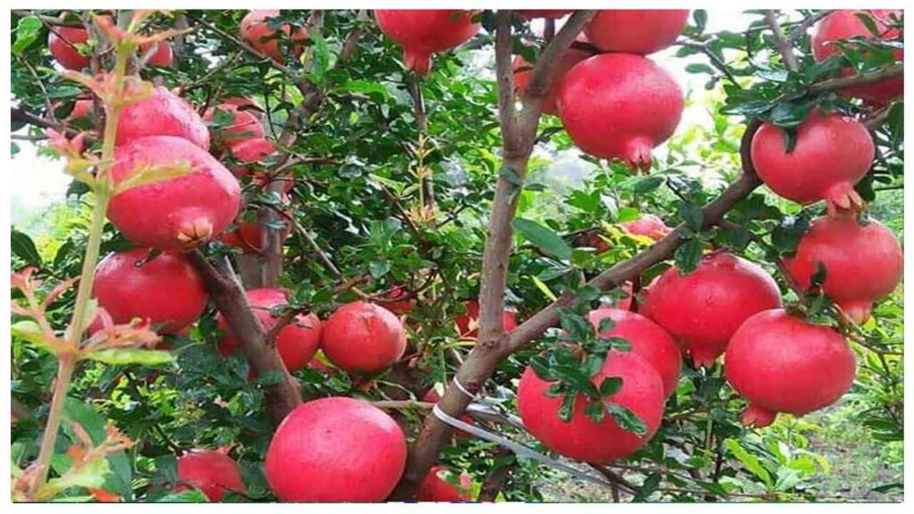 Pomegranate farming and preservation procedure