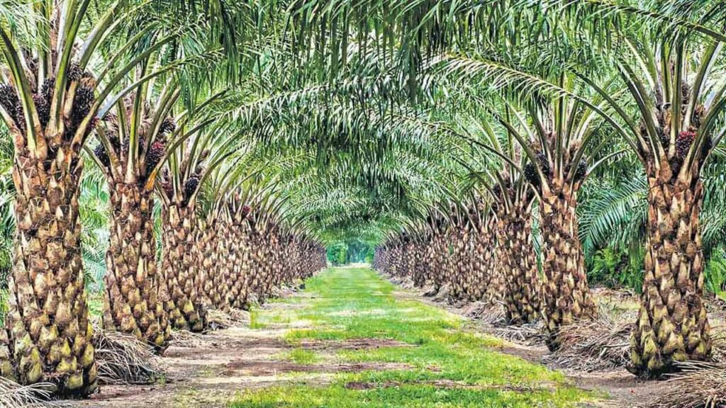 Prevention of pests in oil palm cultivation