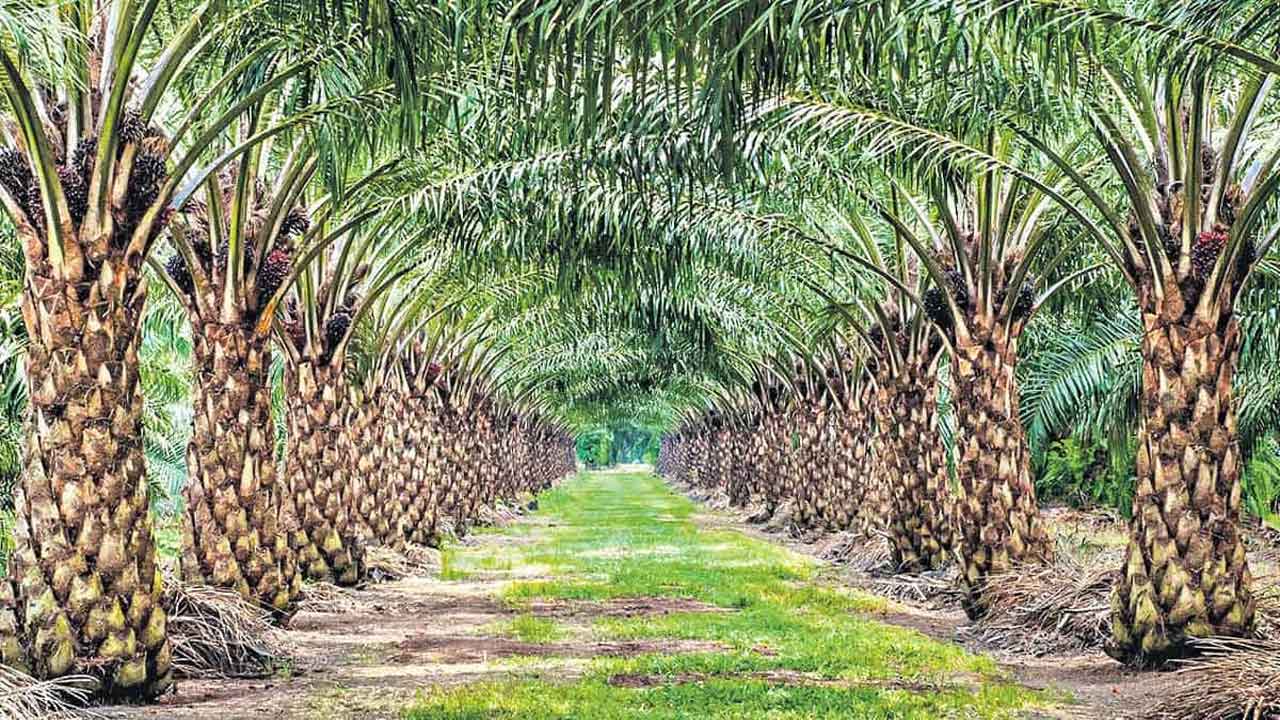 Pests in oil palm | ఆయిల్ పామ్ సాగులో తెగుళ్ల నివారణ