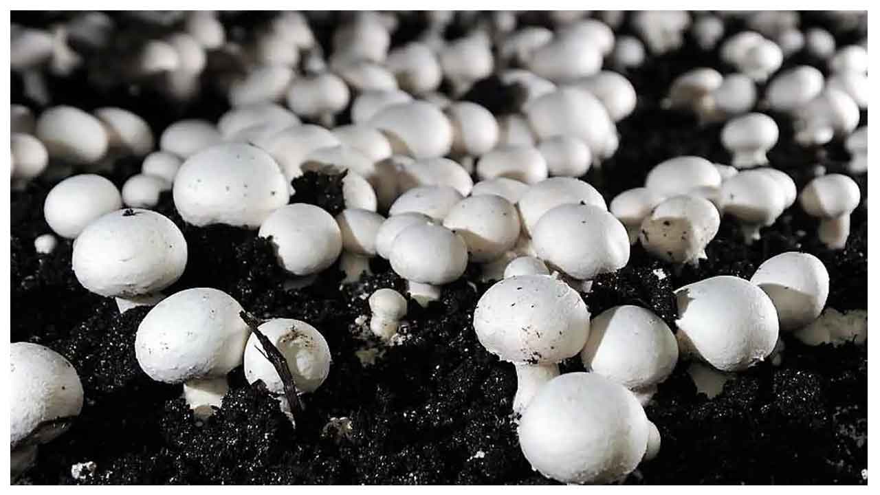 Mushroom Farming | పుట్టగొడుగుల పెంపకంతో లాభాలు ఇలా..!