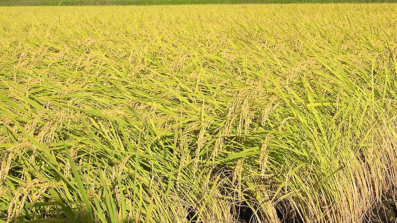 Rice Export Restrictions | బియ్యం ఎగుమ‌తిపై ఆంక్ష‌లు విధిస్తే.. ధ‌ర‌లు పైపైకేనా?!