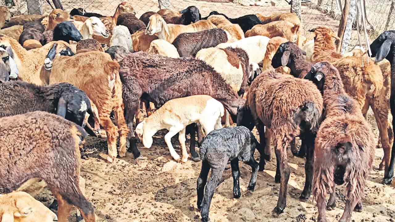 రెండో విడుత.. గొర్రెలొస్తున్నయ్..