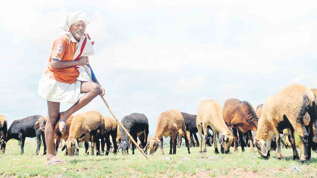 గొర్రెలొస్తున్నాయ్‌..!