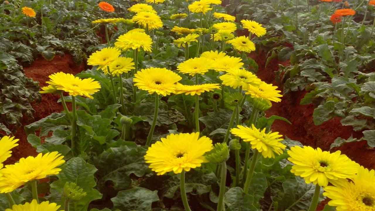 Chamanti cultivation | చామంతి మొక్కల పెంపకంలో మెళకువలు..