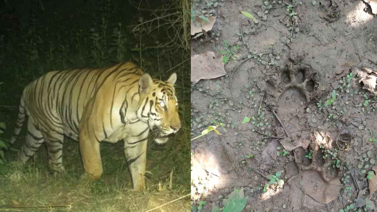 అనకాపల్లిలో పులి జాడలు.. ఆందోళనలో జిల్లా ప్రజలు