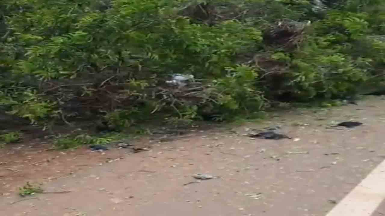 Watch: హృదయవిదారక ఘటన… చెట్టును నరికివేయడంతో అనేక పక్షులు మృతి