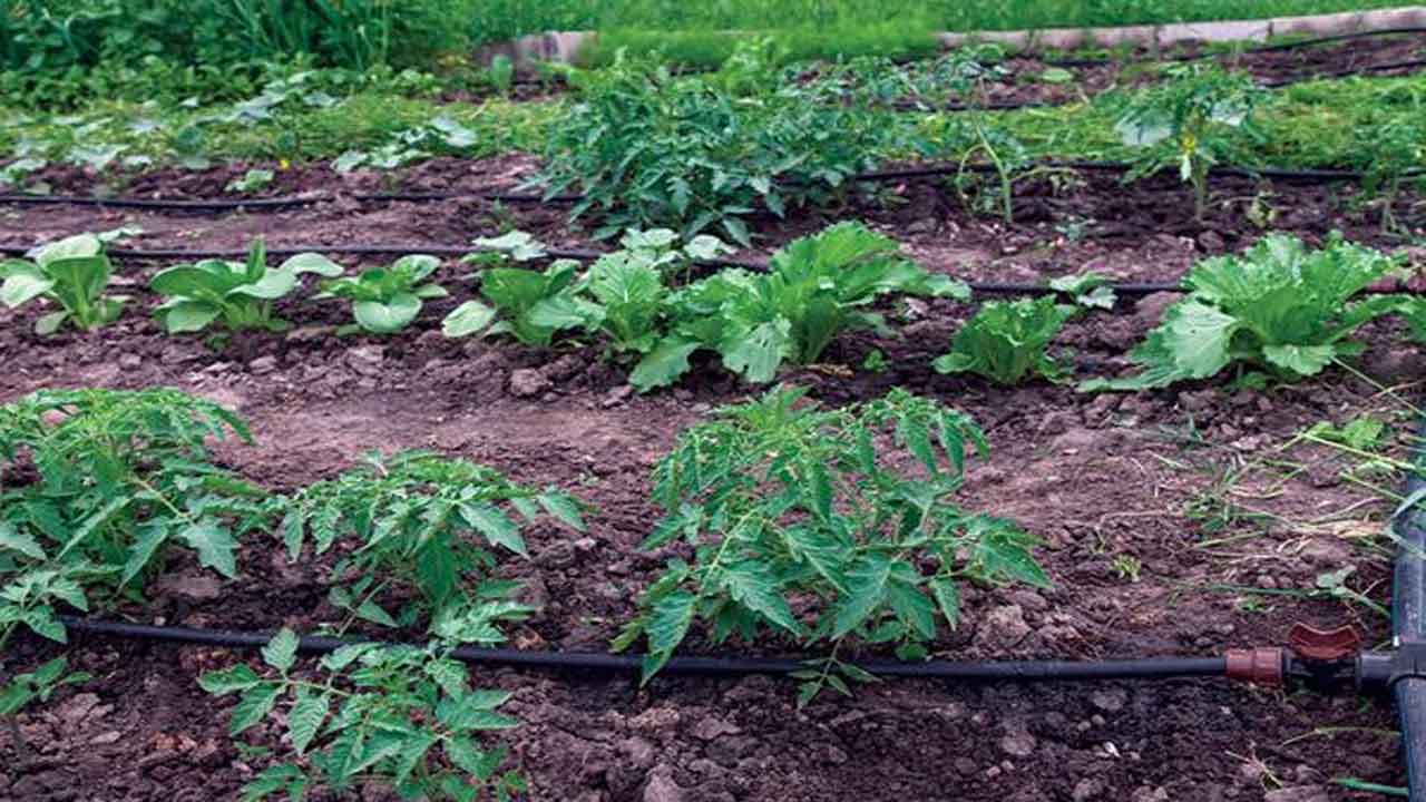 Vegetable nuresery | ఇంటి వెనకాల నారుమడి ఇలా చేసుకోండి..!