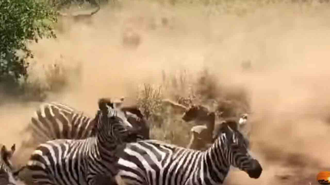 Viral Video: దాడి కోసం కాపు కాసిన ఆడ సింహాలు… జీబ్రాల తొక్కిసలాటలో చిక్కాయి