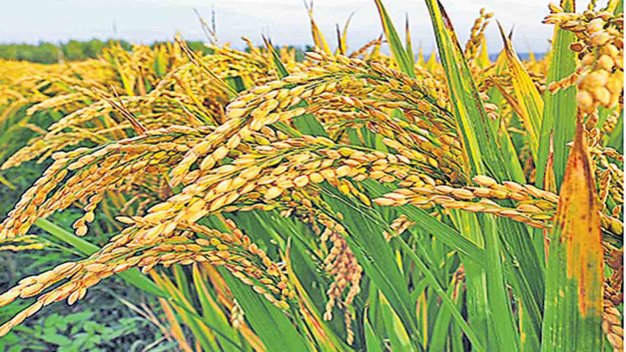 లక్ష్యానికి మించి సాగు