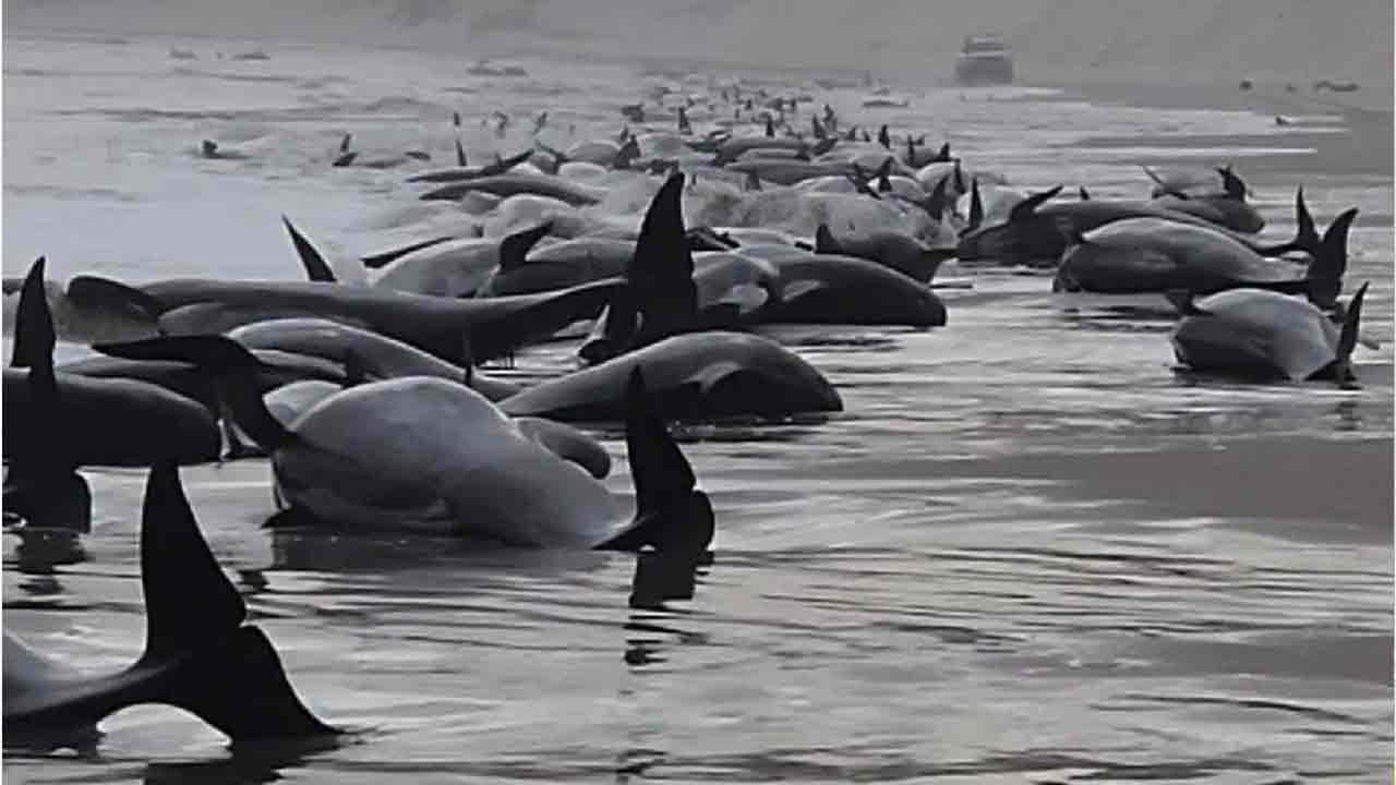 ఆస్ట్రేలియా బీచ్‌లో చిక్కుకున్న 230 తిమింగ‌లాలు