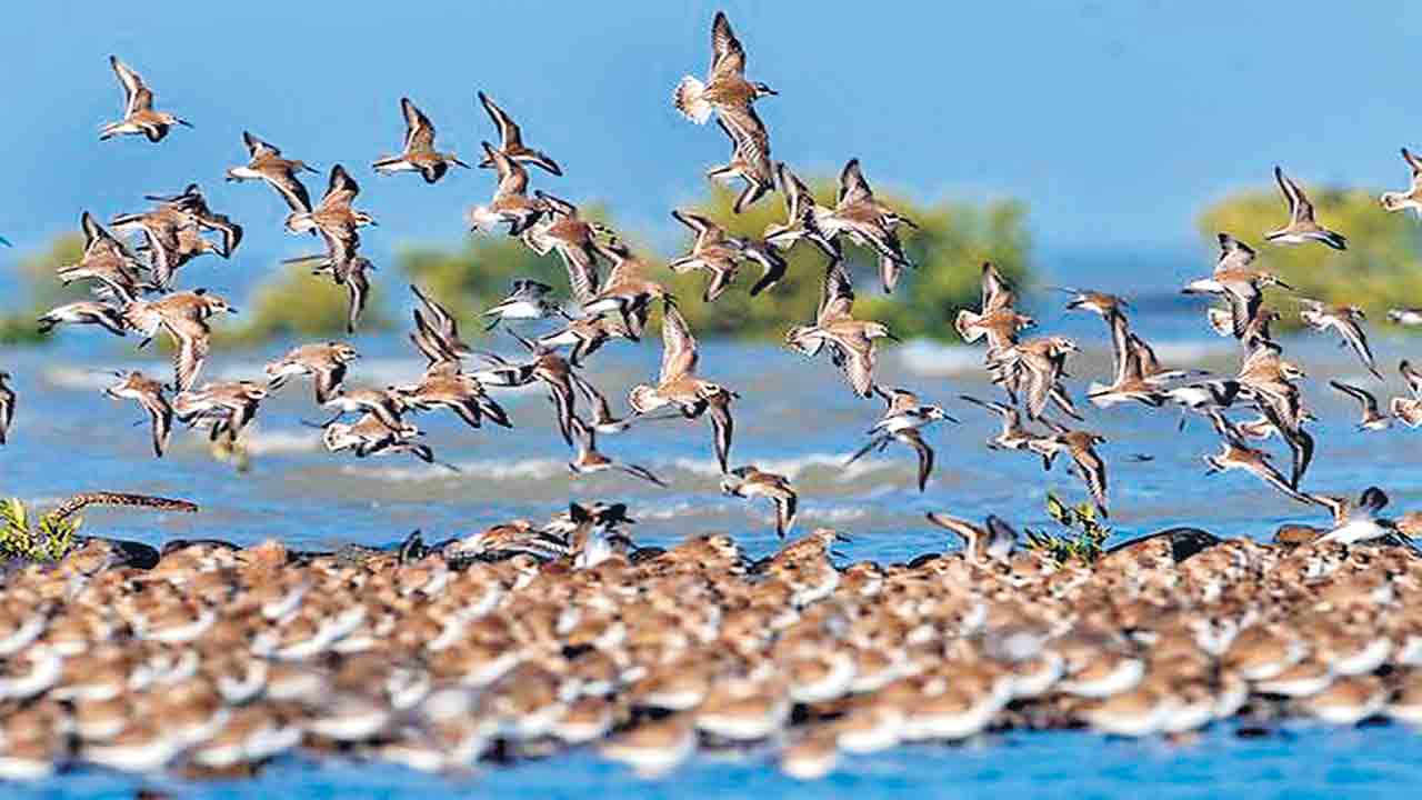 కాలం మింగని నెమలి గుడ్డు