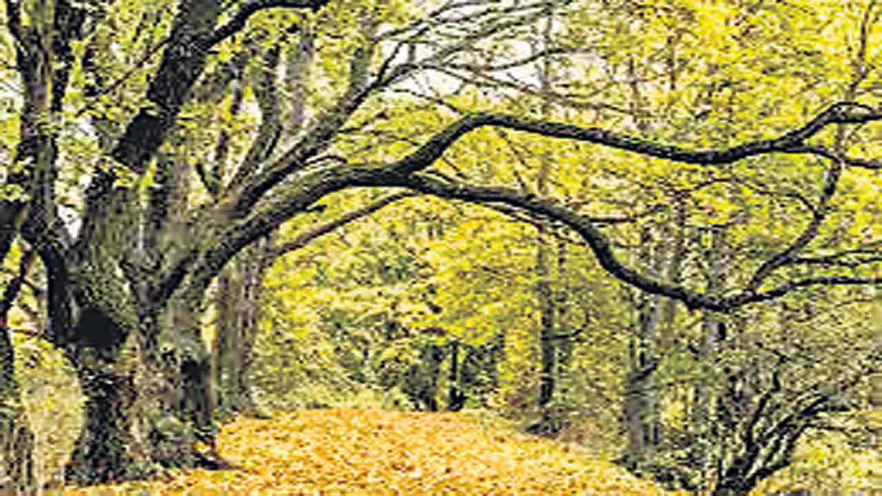 నేల రాలని కొమ్మ