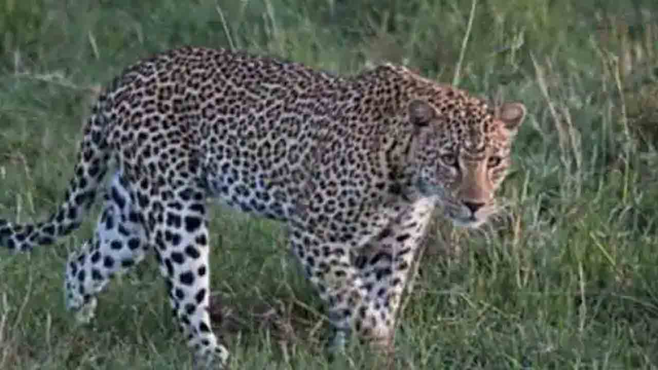 Leopard Attack | చిరుత పులి దాడి.. క‌త్తితో ఎదురెళ్లిన‌ వ్య‌క్తి.. చివ‌రికి ఏమైందంటే?