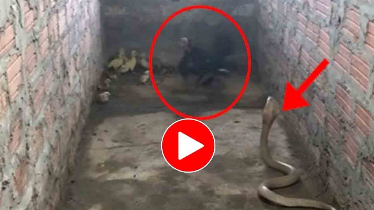 Viral Video: పిల్ల‌ల‌ను ర‌క్షించుకునేందుకు కింగ్ కోబ్రాతో త‌ల‌ప‌డింది..చివ‌రికి ఏమైందంటే?