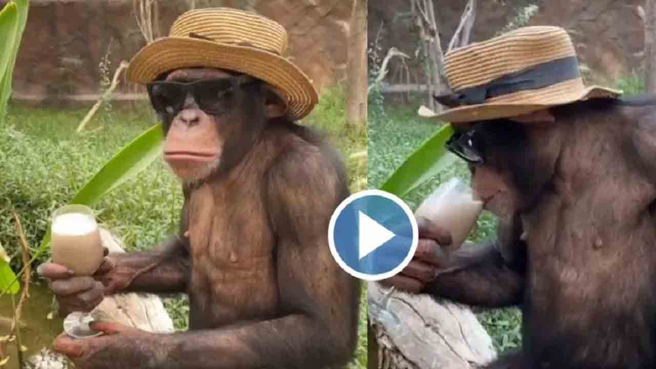 Viral Video: ఈ చింపాంజీని చూస్తే ఎవ‌రైనా అసూయ చెందాల్సిందే!