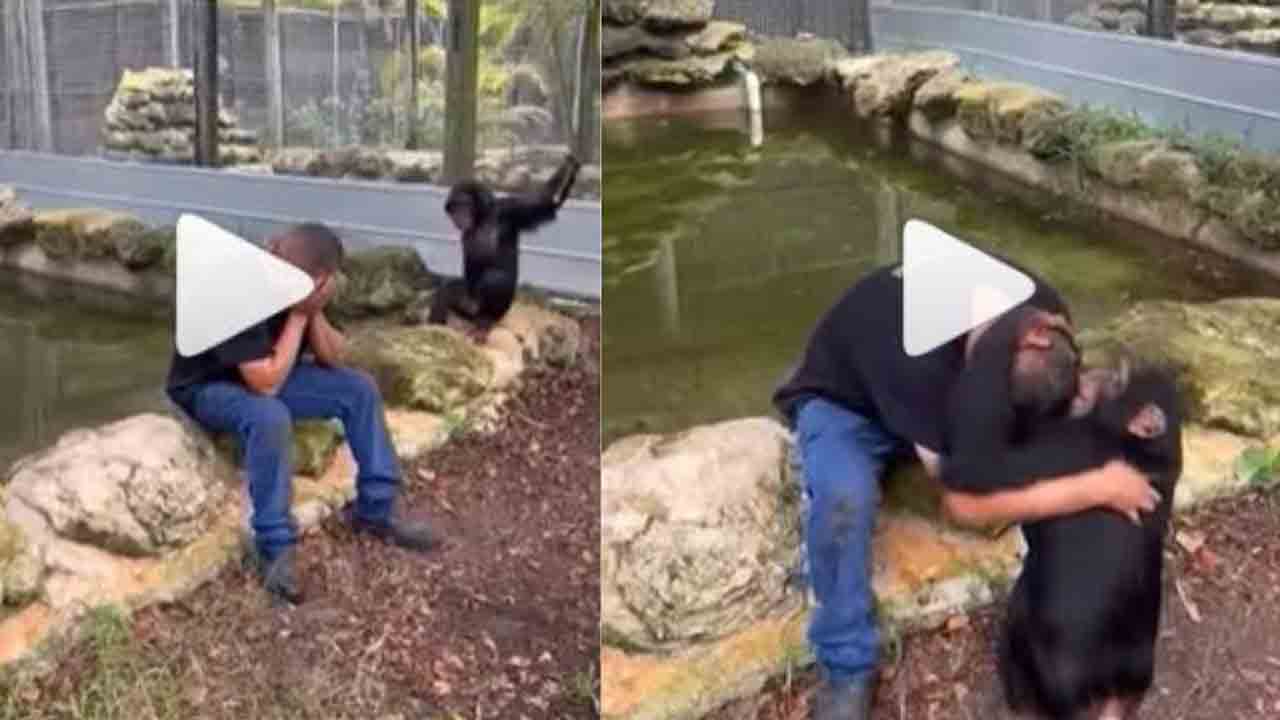 Viral Video: జంతువుల‌కూ మ‌న‌సుంటుంది.. ఓ వ్య‌క్తి ఏడుస్తుంటే చింపాంజీ ఏంచేసిందంటే?