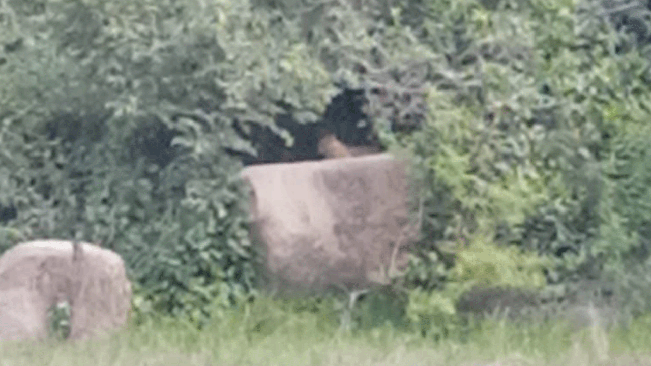 Sangareddy | ఖాజిపల్లి శివారులో చిరుత సంచారం..భయాందోళనలో ప్రజలు