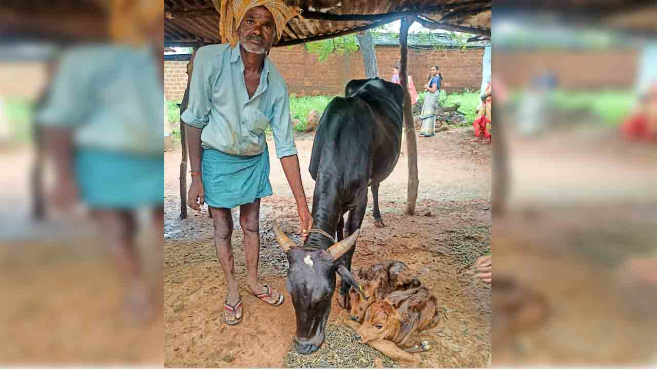రెండు దూడలకు జన్మనిచ్చిన ఆవు…