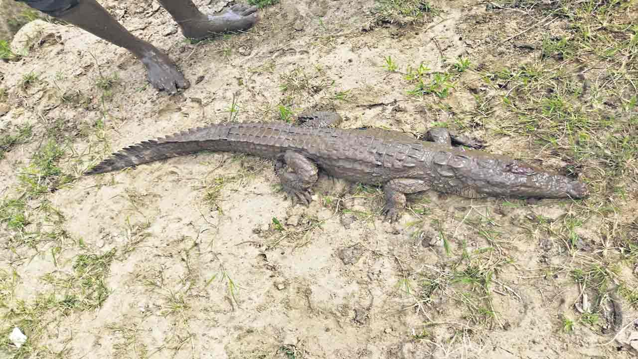 చేప అనుకుంటే.. మొసలి చిక్కే