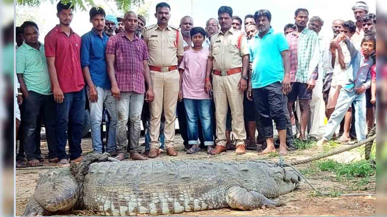 వ‌న‌ప‌ర్తి జిల్లాలో భారీ మొసలి ప్రత్యక్షం