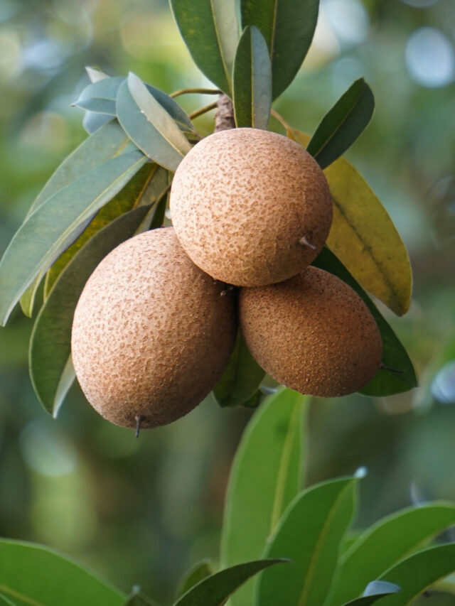 స‌పోటాతో ఆ స‌మ‌స్య‌ల‌న్నీ దూరం