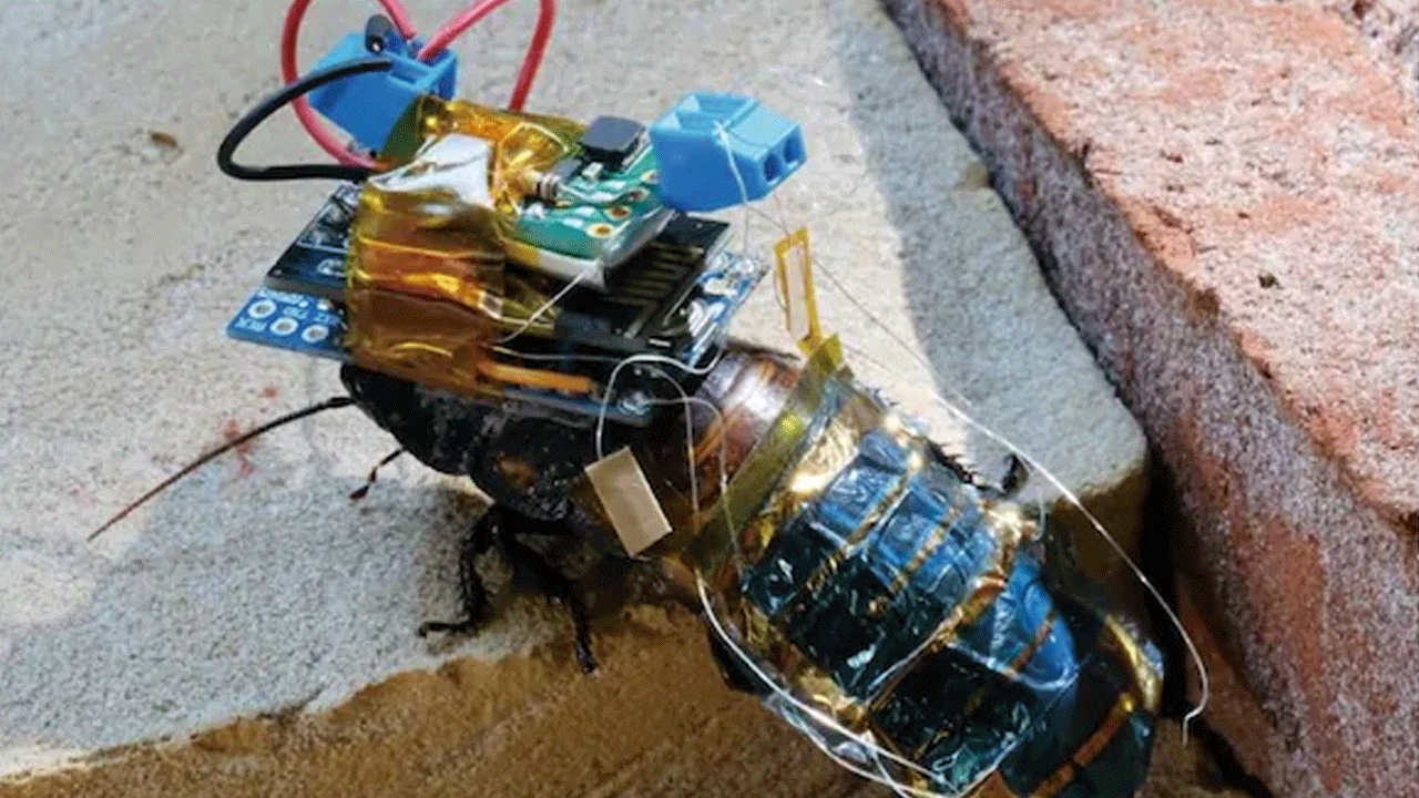 cyborg cockroach | జ‌పాన్ ప‌రిశోధ‌కులు అద్భుతం చేశారు.. సైబోర్గ్ బొద్దింక‌ను సృష్టించారు!!