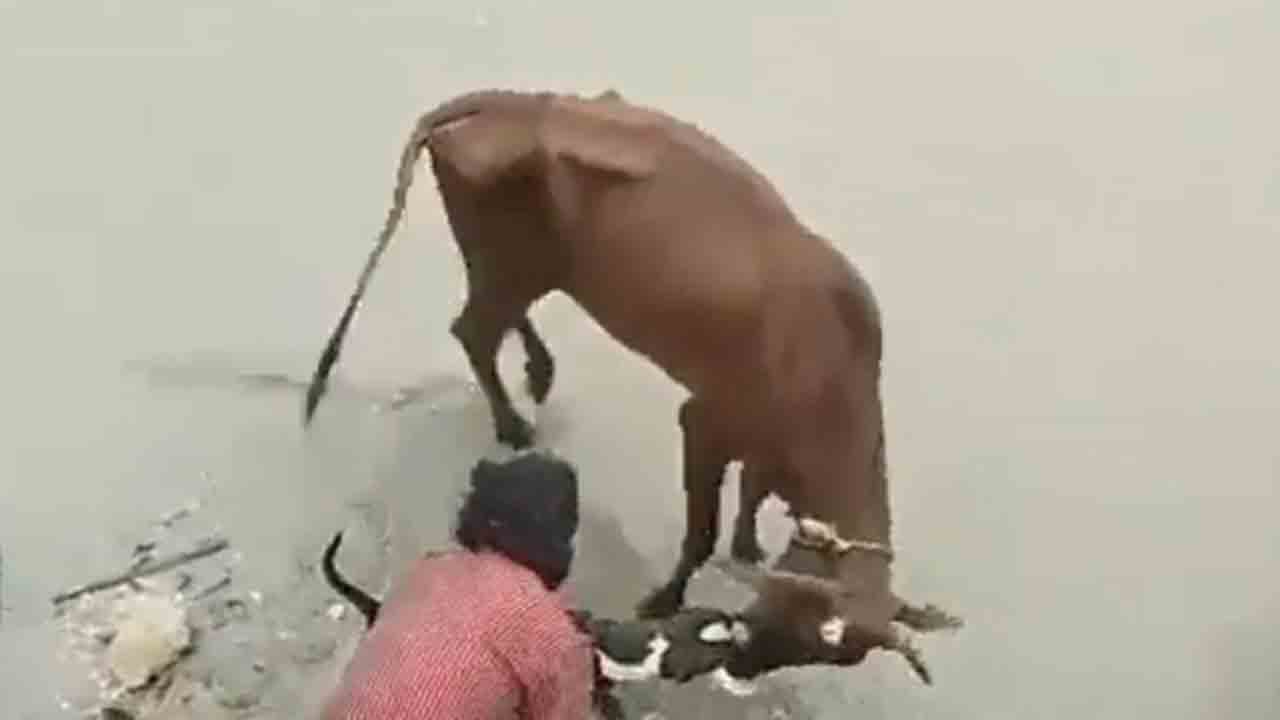 ఇదేం కుక్కరా బాబు.. పట్టి వదలనే వదలట్లేదు.. వీడియో వైరల్