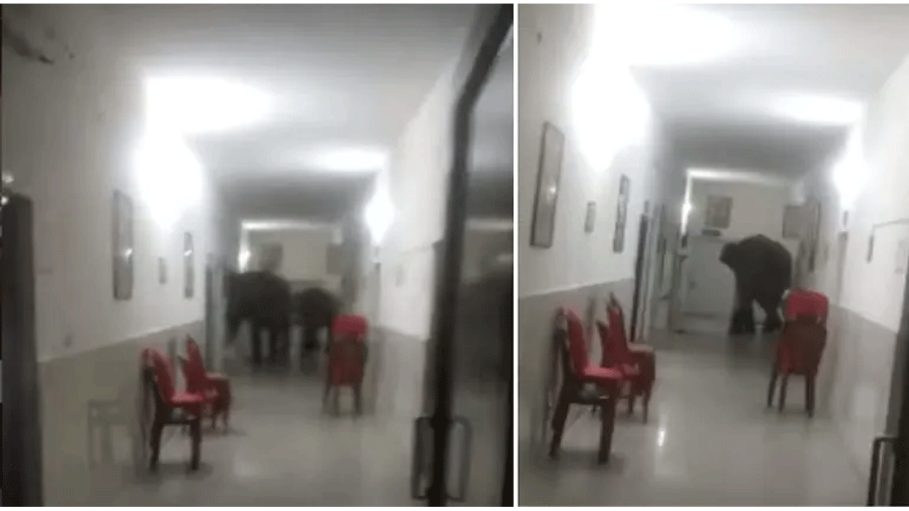 వైర‌ల్ వీడియో : ఆస్ప‌త్రి వార్డులోకి ఏనుగుల ఎంట్రీ!