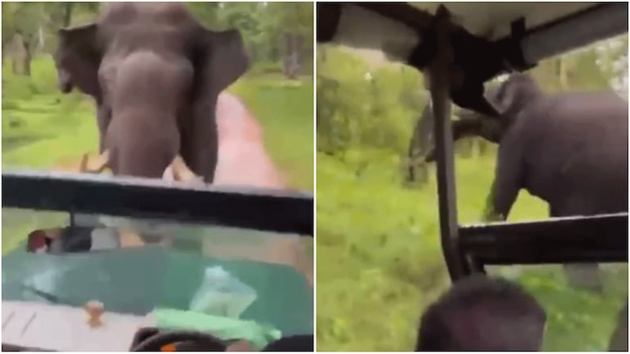 viral Video | స‌ఫారీ కారును వెంటాడిన ఏనుగు..డ్రైవ‌ర్ ఏం చేశాడంటే..!