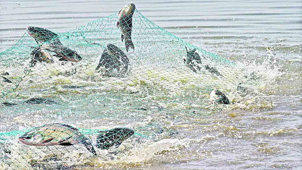 మత్స్యసిరి