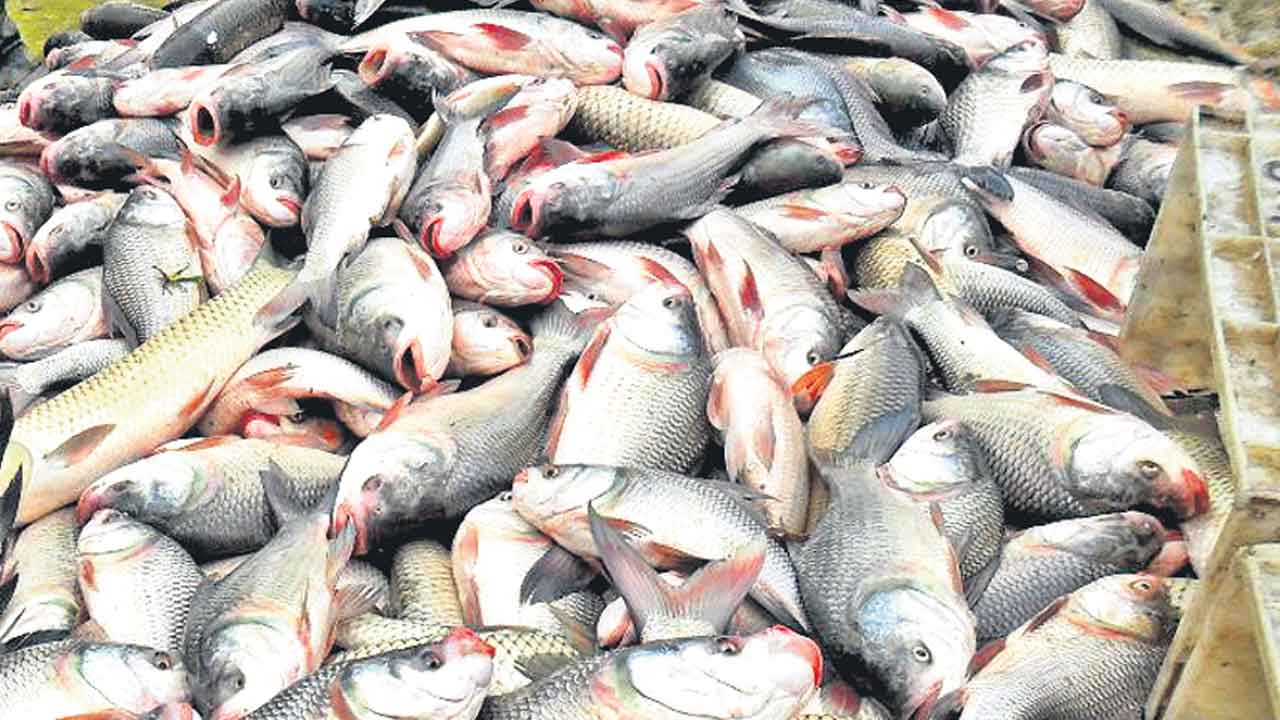 నేటి నుంచి ఉచితచేప పిల్లల పంపిణీ