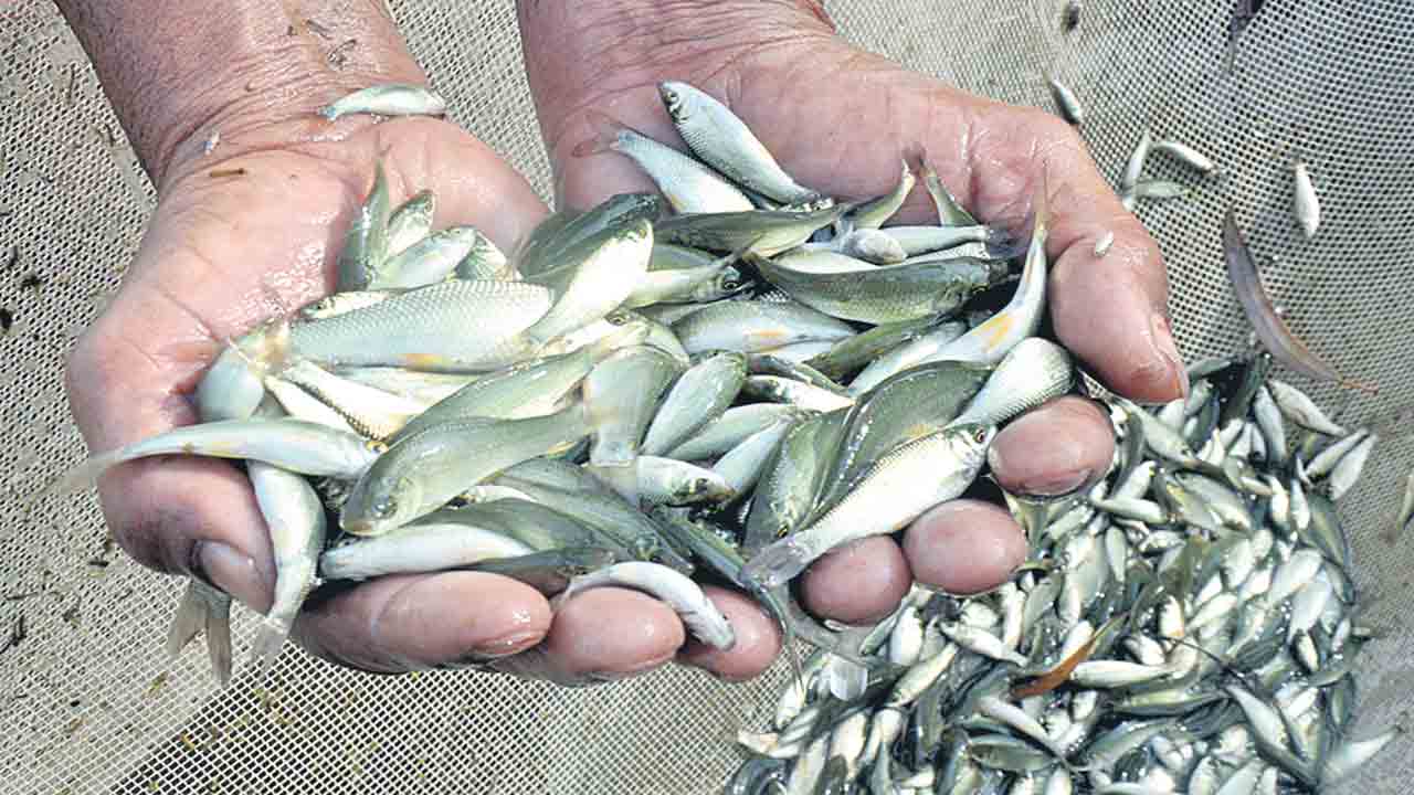 చేప పిల్లల పంపిణీ షురూ