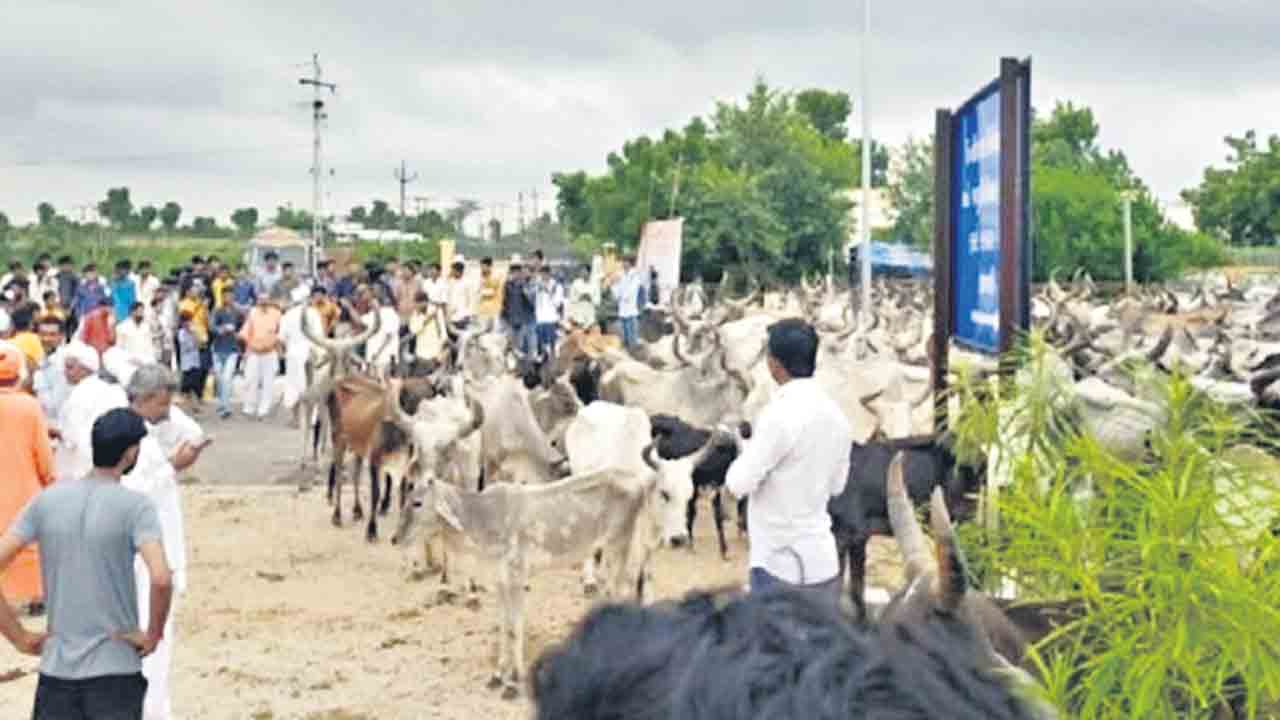 గుజరాత్‌లో ఆవులను రోడ్లపైకి వదిలి నిరసన