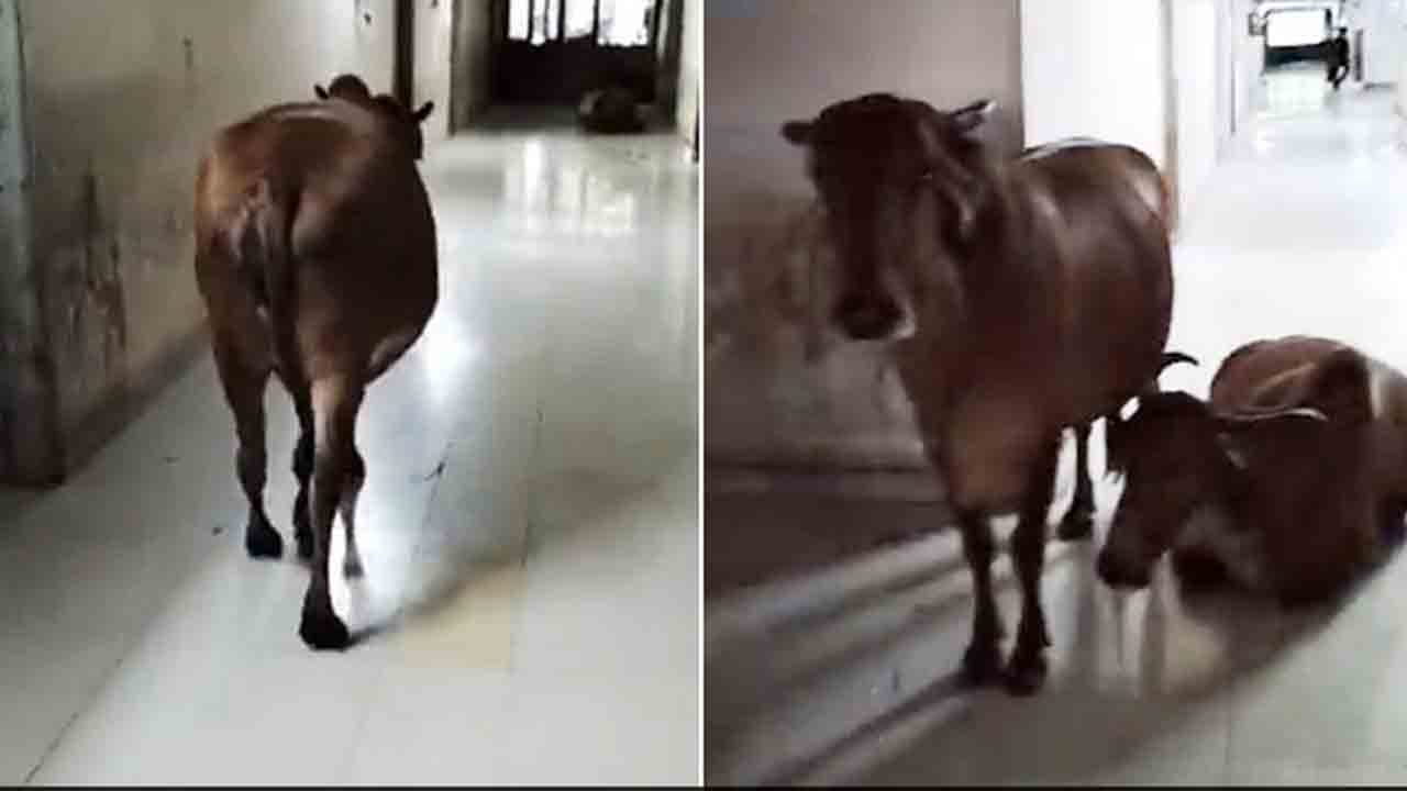 ఆవుల‌కు ఆవాసాలుగా మారిన గుజ‌రాత్ ప్ర‌భుత్వ కార్యాల‌యాలు..!