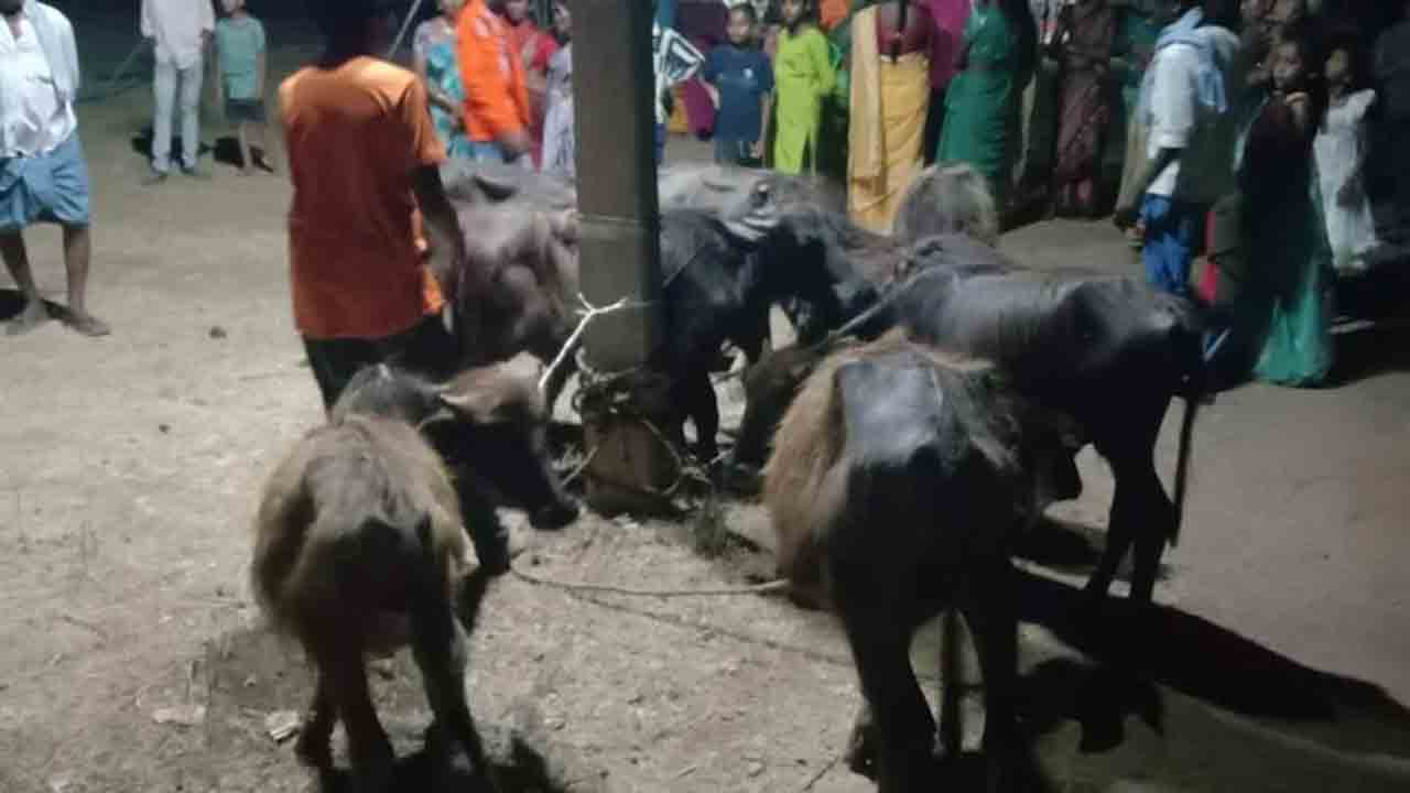 జీవాలు జాగ్రత్త!