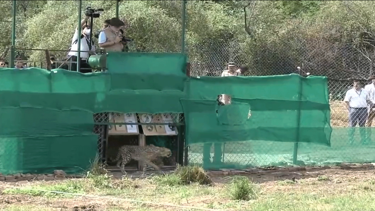 కూనో పార్క్‌లోకి 8 చీతాల‌ను వ‌దిలిన మోదీ