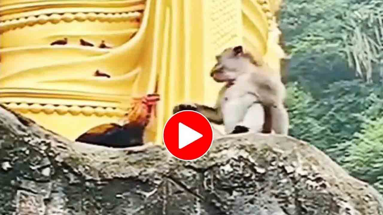 కోతితో కొట్లాట‌కు దిగిన కోడి.. వీడియో వైర‌ల్