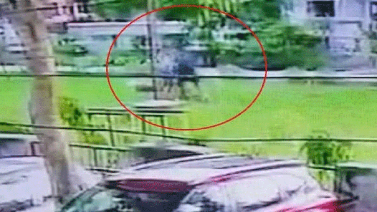 Viral Video | ప‌దేళ్ల చిన్నారిపై పిట్‌బుల్ డాగ్‌ దాడి.. ముఖంపై 150 కుట్లు!!