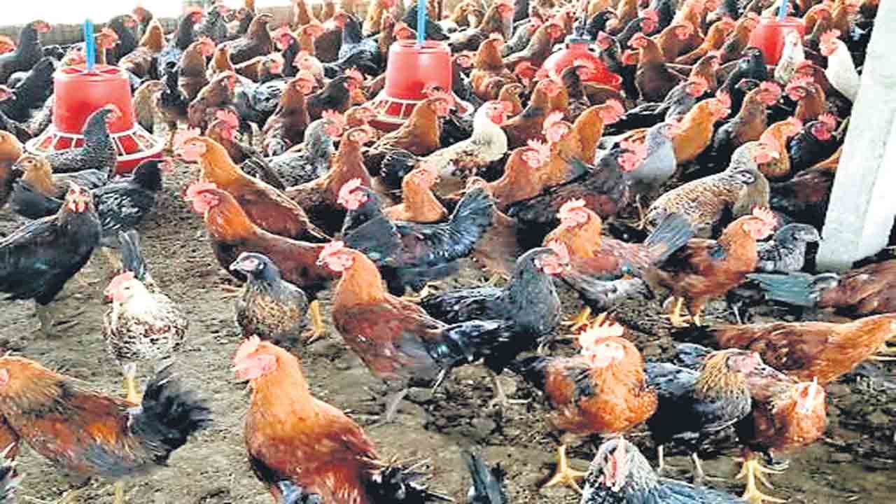 నాటు కోళ్ల రుణాలకు డిమాండ్‌