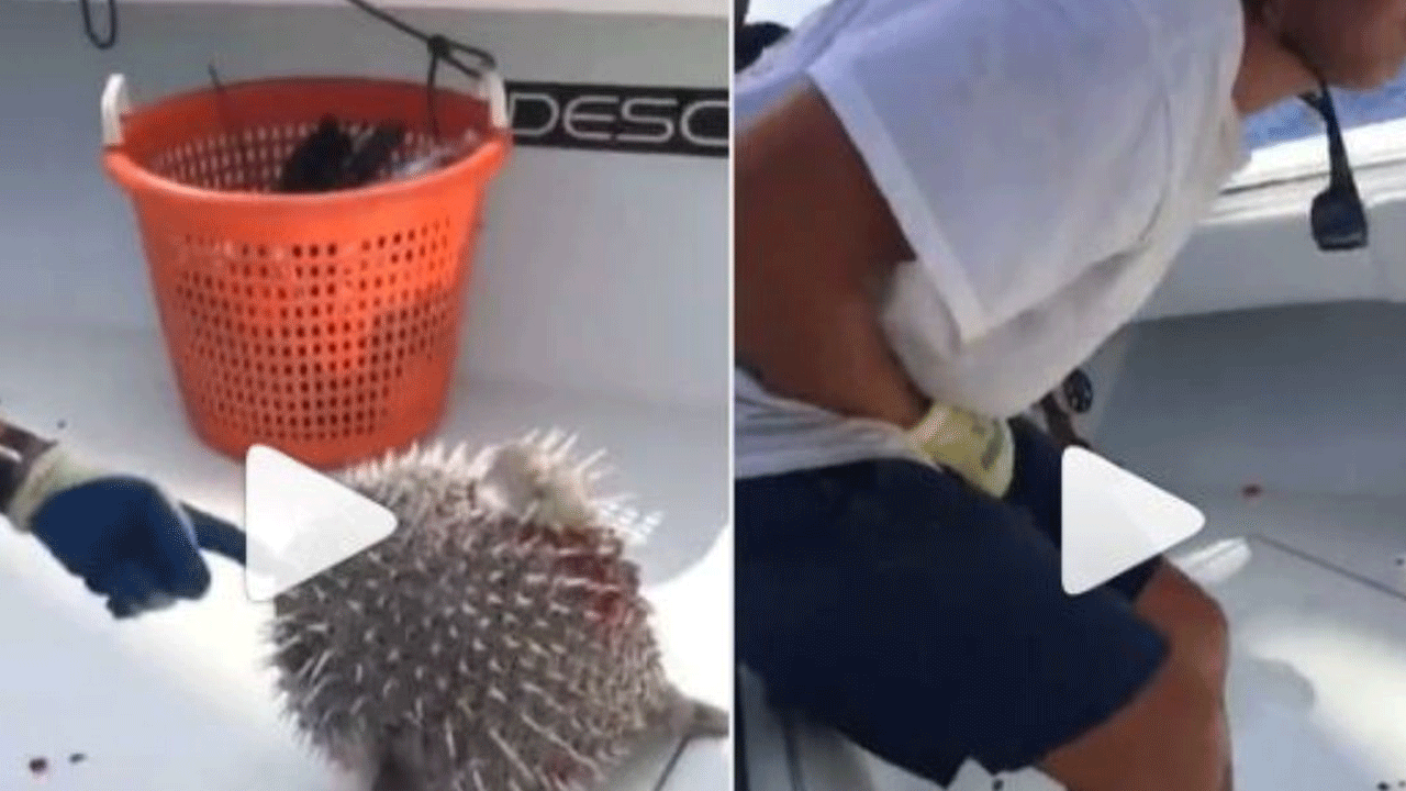 Viral Video: ప్ర‌మాద‌మ‌ని తెలిసినా ప్రాణాంత‌క‌మైన‌ ప‌ఫ‌ర్ ఫిష్‌తో ఆట‌.. ఆ త‌ర్వాత ఏమైందంటే?