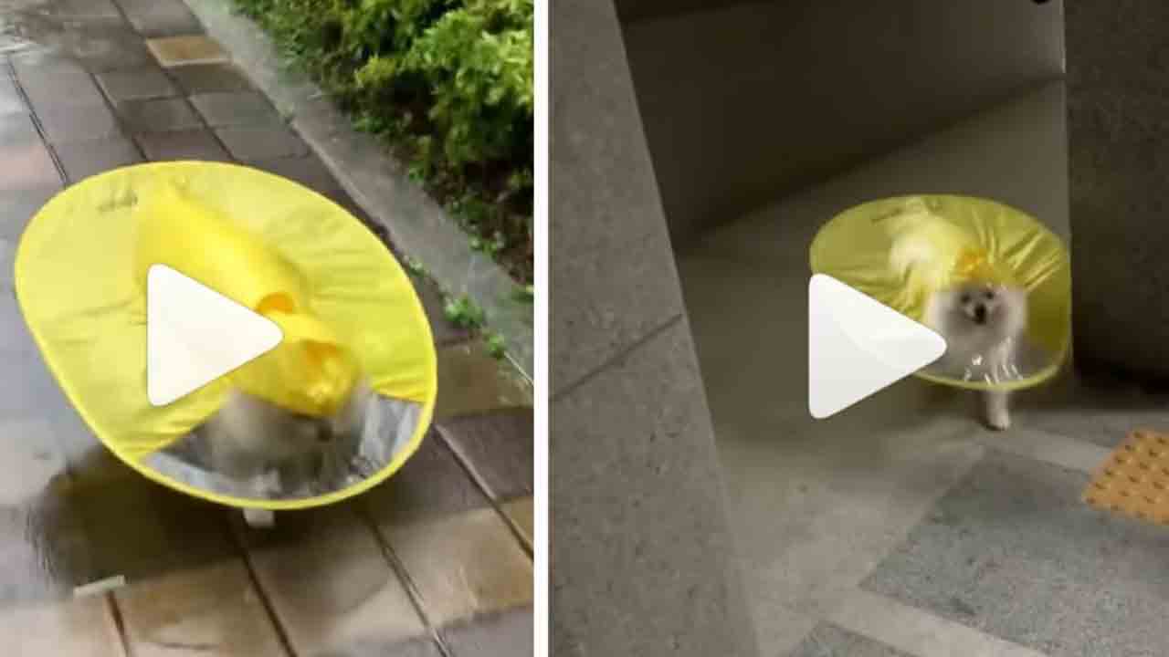 Viral Video: కుక్క‌పిల్ల‌కూ ఓ రెయిన్‌కోట్‌.. వీడియో నెట్టింట వైర‌ల్‌!!